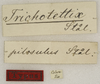 CollectionObject 1529711; 495844eb-7627-450b-831b-c49813163b88: labels (holotype). (CollectionObject).