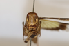 CollectionObject 1478569; 860e69ea-28df-4dad-a8b9-189d5d5a2fd8: female, frontal view (holotype of Gastrimargus africanus pusillus). (CollectionObject).