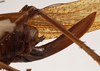 CollectionObject 1534501; MZPW Dohrn collection, 9ba91bef-717d-4d6f-b2f6-3df4e1742f2e: female ovipositor (holotype). (CollectionObject).