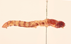 CollectionObject 2045032; NHMUK015982303, 44c240a0-7a2e-4626-8634-31519c3313c6: female, lateral view (allotype). (CollectionObject).