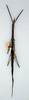 Xiphophasma missionum Rehn, 1913: copyright ANSP. female (holotype). (Otu).