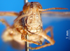 CollectionObject 1501661; e37b34d5-fc23-421a-82c4-fdfecb424a82: male, frontal view (syntype). (CollectionObject).