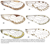 Euplocania Enderlein, 1910: Euplocania. (Otu).