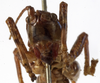 CollectionObject 1529604; 8e7a18f8-de4b-430b-9ae8-31db43098ddd: male, frontal view (syntype of Anthracites kilimandjaricus). (CollectionObject).