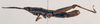 CollectionObject 1518360; f0894278-dc44-434a-be3d-7fe0436c0606: male, lateral view (lectotype). (CollectionObject).