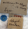 CollectionObject 1539571; ffddf332-545c-4500-94f6-a57b0c11c584: labels (syntype). (CollectionObject).