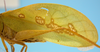 CollectionObject 1542775; b5a386ab-27ac-4ca7-8af7-6ff51d17c70f: male, left tegmen lateral view (holotype of Phylloptera erosifolia). (CollectionObject).