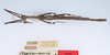 CollectionObject 1562118; e63fd785-ce1d-4a1c-a223-a7075ab3c1e4: copyright ZMUH, Hamburg. male, dorsal view (syntype). (CollectionObject).