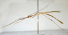 CollectionObject 1580898; f3125fce-e6fc-4caa-b43a-6797395af0f5: copyright FRCS Sabah. male (paratype). (CollectionObject).