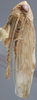 Habitus, lateral view on Eutettix (Eutettix) discolor Hepner, 1942: Lateral. (Observation).