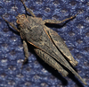 CollectionObject 1592548; 0d40e1f6-484f-4d64-9f18-23b030d0ca45: male, dorsal view. (CollectionObject).