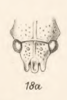 Head: !! display not done !! on Hypsauchenia ballista Germar, 1835 now Hypsauchenia hardwickii (Kirby, 1829): (Observation).