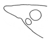 Daedalellus pollostus Nickle, 2001: Fig. 10. lateral outline of fastigium. (Otu).