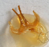 CollectionObject 1517388; cfcafd90-dc7f-4bc0-813e-286108e14fe1: male titillators (holotype). (CollectionObject).