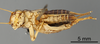 CollectionObject 1522758; 924e85f8-a292-4d9c-89d5-1e0cb6772228: Male, ventral view (holotype). (CollectionObject).