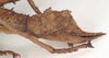 CollectionObject 1557124; bd009287-fdde-49c0-ac43-906b5fea7f5f: copyright St. Petersburg. Obrimus asperrimus female: end of abdomen, lateral view (syntype). (CollectionObject).;CollectionObject 1557125; 58a4cce3-af5c-4c59-bcba-c0a350b1f359: copyright St. Petersburg. Obrimus asperrimus female: end of abdomen, lateral view (syntype). (CollectionObject).