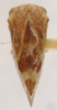 Habitus, dorsal view on Cyrtolobus funkhouseri Woodruff, 1924: (Observation).