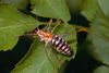 CollectionObject 1496854; 068d089b-a449-4ab0-9c76-830bb5a3263a, CH5090: male. (CollectionObject).