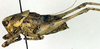 CollectionObject 1500450; bec1b14b-f576-4b0b-9f69-15252effb799, DORSA BTanaschHTM: male, lateral view (holotype). (CollectionObject).