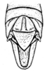 Spathalium audouinii (Blanchard, 1836): Fig. 25. male abdomen tip, dorsal view. (Otu).