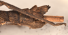 CollectionObject 1558452; a237584d-116d-4fb6-96cd-ae54ce1c2027: copyright OUMNH. female: end of abdomen, lateral view of Dimorphodes mancus (syntype). (CollectionObject).;CollectionObject 1558453; ea906b12-686a-41bd-bb38-664c85261f31: copyright OUMNH. female: end of abdomen, lateral view of Dimorphodes mancus (syntype). (CollectionObject).