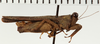 CollectionObject 1574545; NHRS NRM-ORTH 13488, 56385304-ee61-4902-b567-b04ca65697b7: male, lateral view (syntype). (CollectionObject).