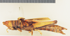 CollectionObject 1518336; da13d812-62c2-45b6-92e1-865f2b365dbc: female, lateral view (holotype). (CollectionObject).