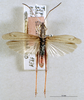 Chorthippus (Glyptobothrus) eisentrauti (Ramme, 1931): male habitus dorsal view (syntype). (Otu).