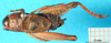 CollectionObject 1500725; dfd3de52-4d60-4a1e-b7b6-0b81ad64e66c: male, dorsal view (holotype). (CollectionObject).