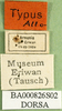 labels (allotype of Asiotmethis turritus armeniacus). Depicts CollectionObject 1501894; 698699a9-045b-4e55-a1e2-004a9f74c8fc, a CollectionObject.