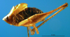 CollectionObject 1500321; 28d151bd-3ffe-4de3-ab01-71a473359e6c: male, lateral view (holotype). (CollectionObject).