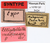 CollectionObject 1587350; MNHN(SF IMPORT DUPLICATE) MNHN-EP-EP3424, ac3792a9-3eb5-4b7d-ba8b-719d21fad22a: CC BY-NC-ND 4.0/MNHN - Depraetere Marion - 2014. Non type, female. Specimen number: MNHN-EP-EP3424. http://coldb.mnhn.fr/catalognumber/mnhn/ep/ep3424. (CollectionObject).