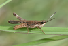 FieldOccurrence 179; a9a804cc-2735-4fce-b906-68ec985044b5; Tanzania
southern slopes Mount Kilimanjaro, 2012/11/30: male, lateral view. (FieldOccurrence).