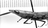 CollectionObject 1521499; 6d260bb7-999e-445c-8b30-066d98328190: Image Carbonell, C.S. female head and pronotum, lateral view (syntype). (CollectionObject).