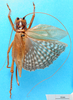 CollectionObject 1500187; c8fea433-028c-443c-b267-fe8f6a7a54e8: female, dorsal view (syntype of Gryllacris obscura sumatrana). (CollectionObject).