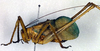 CollectionObject 1542386; 25dd672d-f14f-45c3-8a56-4e4eff129de7, DORSA BTmecdifHTM: male, lateral view (holotype of Mecopoda difformis). (CollectionObject).