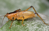 male, lateral view (Brazil, Paraná, Iguazu Falls). Depicts Agraecia agraecioides (Rehn, 1911), an Otu.