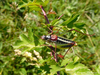 CollectionObject 1591353; 7d5f1081-5b93-4e73-a8bf-5fa55509db7c: male (BG: Plana Mountains, Vedena Valley). (CollectionObject).