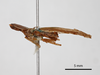 CollectionObject 1863254; f8342bdc-bf43-48a3-b2dc-bb4bac19b0bb: (CollectionObject).