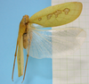 CollectionObject 1542775; b5a386ab-27ac-4ca7-8af7-6ff51d17c70f: male, body dorsal view (holotype of Phylloptera erosifolia). (CollectionObject).