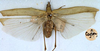 CollectionObject 1517314; 003c6214-fb6b-4f3f-b2c1-230fbc161bb6: male (syntype). (CollectionObject).;CollectionObject 1517315; bde09c8e-fa43-4a64-b83d-410b24c94674: male (syntype). (CollectionObject).