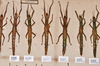 CollectionObject 1559758; 7601fd61-524c-437e-8a31-823fc6fbd25c: copyright NTUC. female (paralectotypes). (CollectionObject).;CollectionObject 1559759; e467e78d-6ce4-4632-b449-eec0a1e2ea1a: copyright NTUC. female (paralectotypes). (CollectionObject).