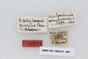 CollectionObject 1541142; 23a88d1c-774c-4bce-97ed-3eff1b2fec64: labels (holotype of Hyalorrhipis maculipennis). (CollectionObject).