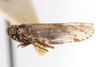 Habitus, lateral view on Cixius (Pseudocixius) praecox Van Duzee, 1925: (Observation).