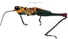 Scirtopaon dorsatus Descamps & Rowell, 1984: male, lateral view. (Otu).