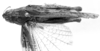 Diraneura bivenosa (Scudder, 1869): Image Carbonell, C.S. Female habitus, dorsal view (unspecified type). (Otu).
