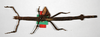 CollectionObject 1561532; c4f6dfcd-dad5-4c04-98d9-b5ed3ca83042: copyright ZMB, Berlin. female Haplopus eucnemis (holotype). (CollectionObject).