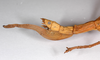 CollectionObject 1563527; 2846a930-93b0-4f85-90ad-10e5e80bb43b: copyright ZMHB, Berlin. female: end of abdomen, lateral view (holotype). (CollectionObject).