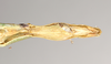 CollectionObject 1559845; NHMUK(SF IMPORT DUPLICATE) 844786-844788, ea4a7d0d-2a59-4bd7-b5c8-1c0ec6194e6d: copyright Natural History Museum, London. female: end of abdomen, ventral view of Marmessoidea phluctainoides (syntype). (CollectionObject).