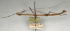 CollectionObject 1559359; 3cecb593-46c5-49e5-a813-14ce73d16f4f: copyright NMW, Vienna. male, lateral view (syntype). (CollectionObject).;CollectionObject 1559360; a98f4d77-dfc2-446f-b95b-60ed4a55bcd7: copyright NMW, Vienna. male, lateral view (syntype). (CollectionObject).